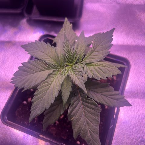 Wappa growlog photo: Daily check up. Raised the light a few cm. But they seem to be doing just fine.
