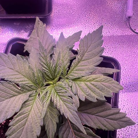 Wappa growlog photo: Daily check up. Raised the light a few cm. But they seem to be doing just fine.