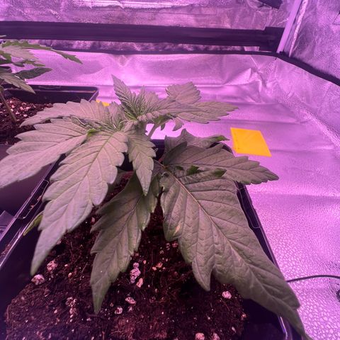 Wappa growlog photo: Daily check up. Raised the light a few cm. But they seem to be doing just fine.