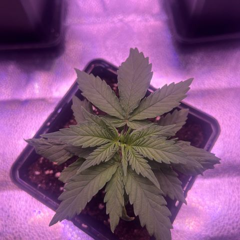 Wappa growlog photo: Daily check up. Raised the light a few cm. But they seem to be doing just fine.
