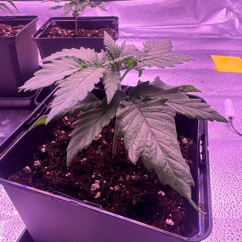 Wappa growlog photo: Daily check up. Raised the light a few cm. But they seem to be doing just fine.