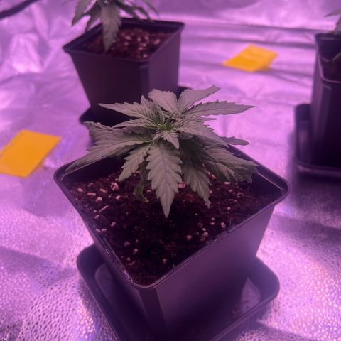 Wappa growlog photo: Daily check up. Raised the light a few cm. But they seem to be doing just fine.