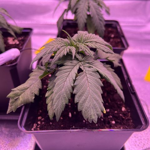 Wappa growlog timeline photo