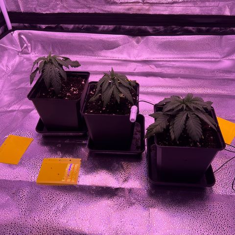 Wappa growlog timeline photo