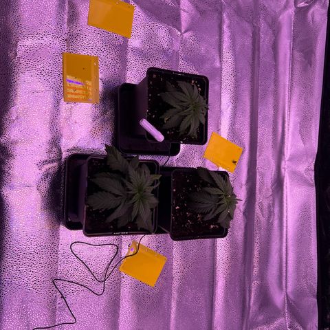 Wappa growlog timeline photo