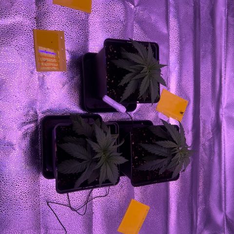 Wappa growlog timeline photo