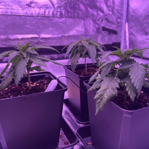 Wappa growlog timeline photo