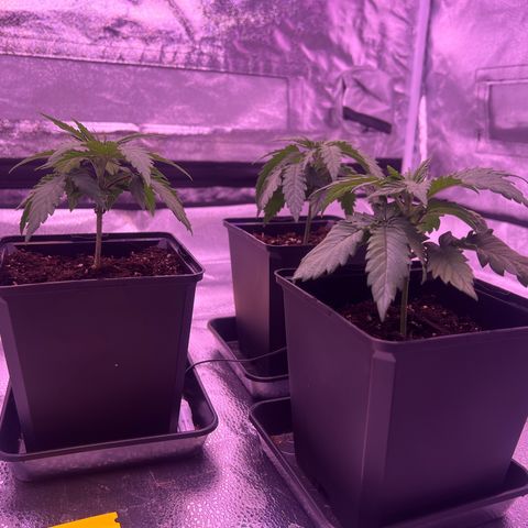 Wappa growlog timeline photo