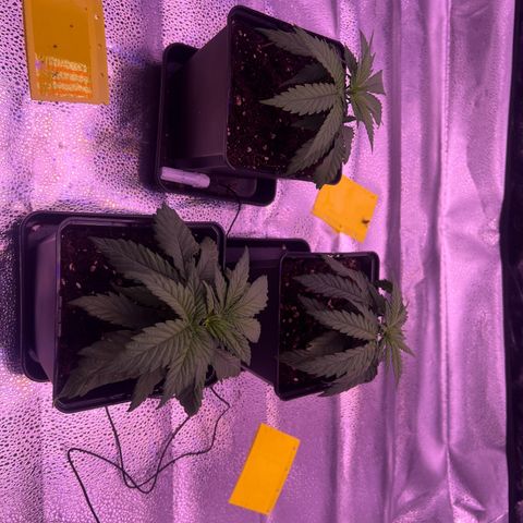 Wappa growlog timeline photo