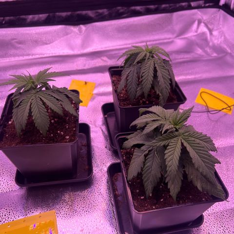 Wappa growlog timeline photo
