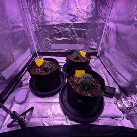 Wappa growlog timeline photo