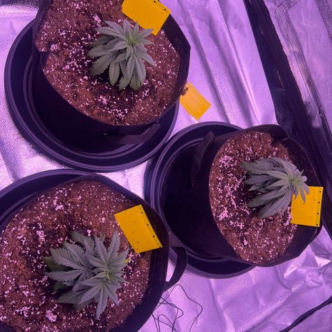 Wappa growlog timeline photo