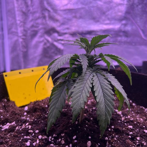 Wappa growlog timeline photo