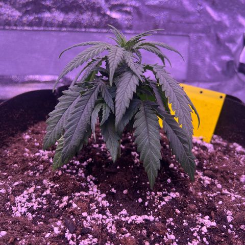 Wappa growlog timeline photo