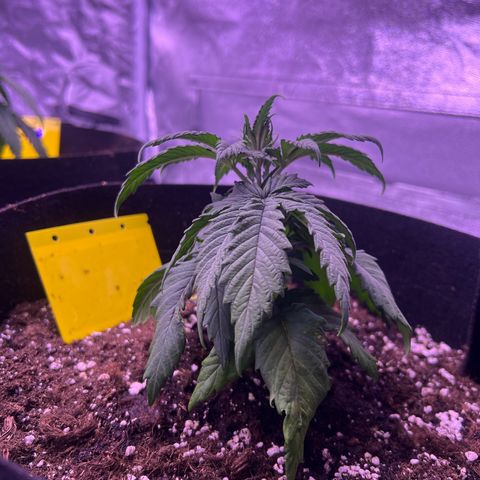 Wappa growlog timeline photo