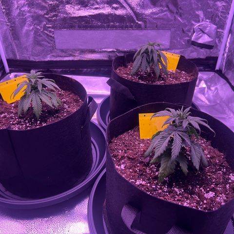 Wappa growlog timeline photo