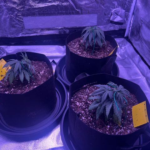 Wappa growlog timeline photo