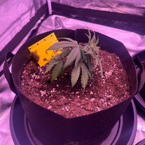 Wappa growlog timeline photo