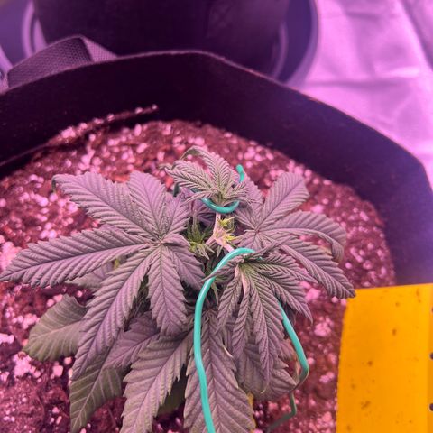 Wappa growlog timeline photo