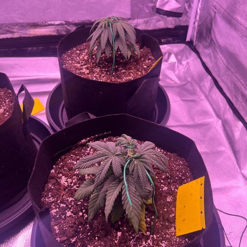 Wappa growlog timeline photo