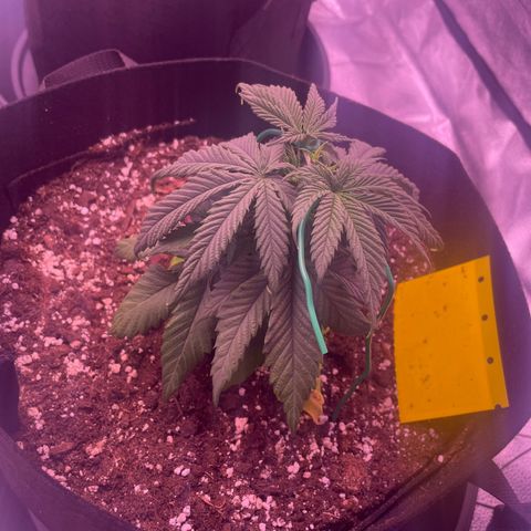 Wappa growlog timeline photo