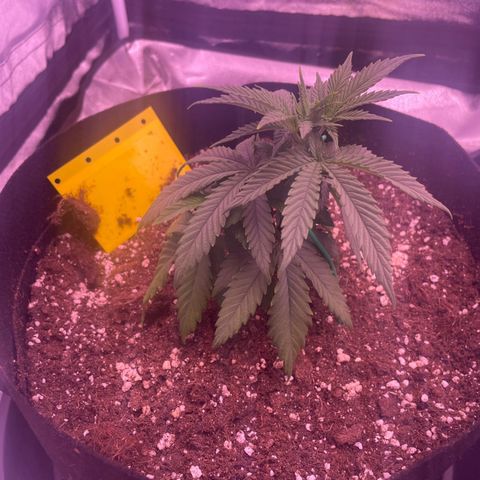 Wappa growlog timeline photo