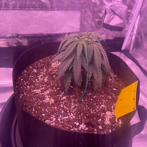 Wappa growlog timeline photo