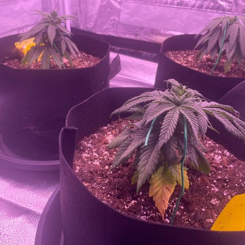 Wappa growlog timeline photo