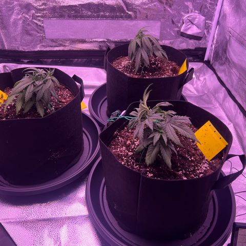 Wappa growlog photo: Let’s was started for all plants now