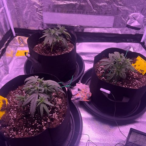 Wappa growlog timeline photo