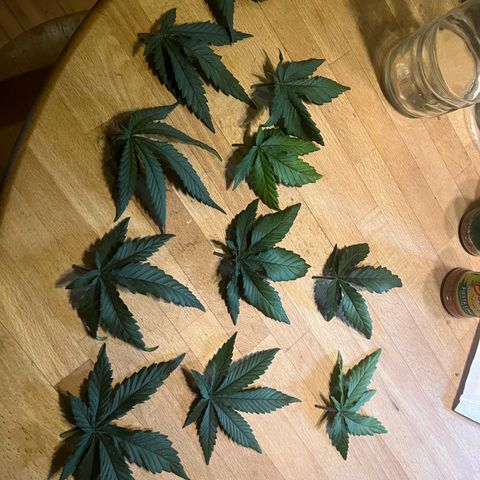 Wappa growlog timeline photo