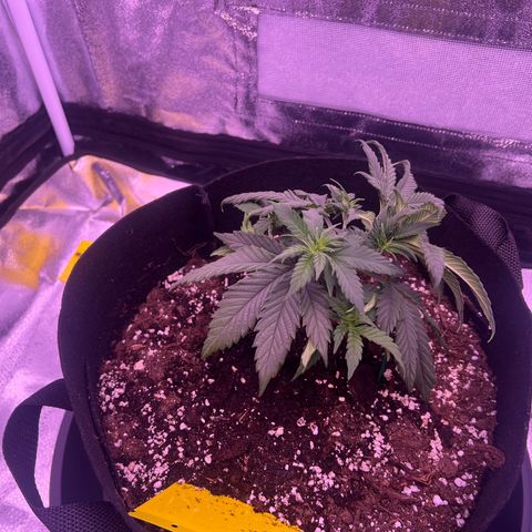 Wappa growlog timeline photo