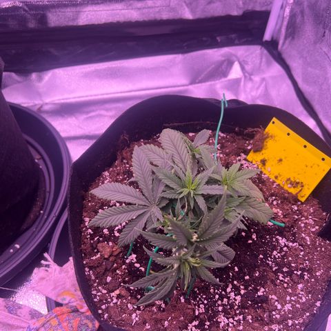 Wappa growlog timeline photo