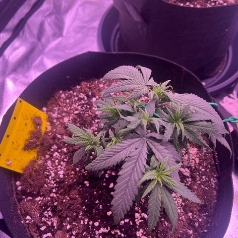 Wappa growlog timeline photo
