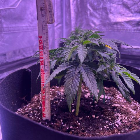 Wappa growlog photo: Topping seems to have worked and she is still growing.

