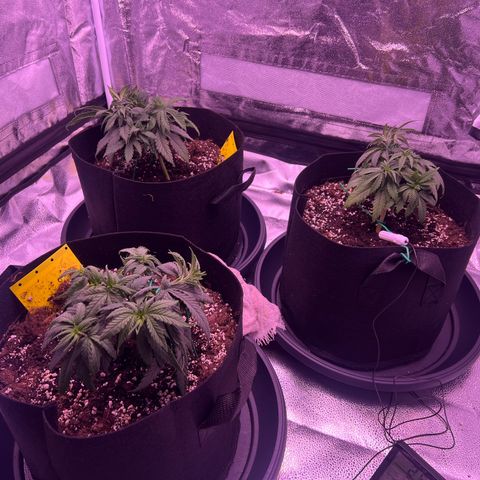 Wappa growlog photo: Topping seems to have worked and she is still growing.

