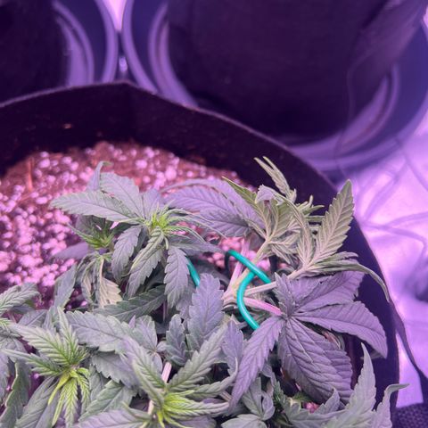 Wappa growlog photo: Topping seems to have worked and she is still growing.

