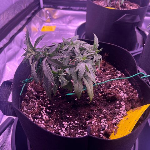 Wappa growlog photo: Topping seems to have worked and she is still growing.

