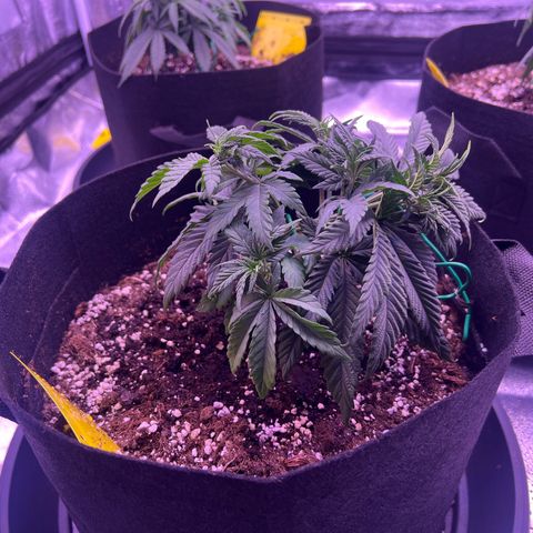 Wappa growlog photo: Topping seems to have worked and she is still growing.

