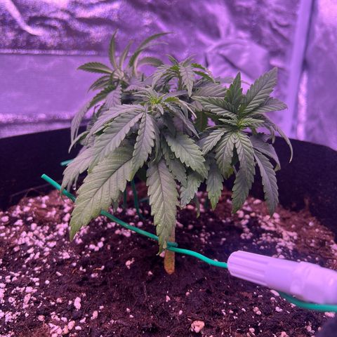 Wappa growlog photo: Topping seems to have worked and she is still growing.


