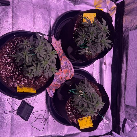 Wappa growlog timeline photo