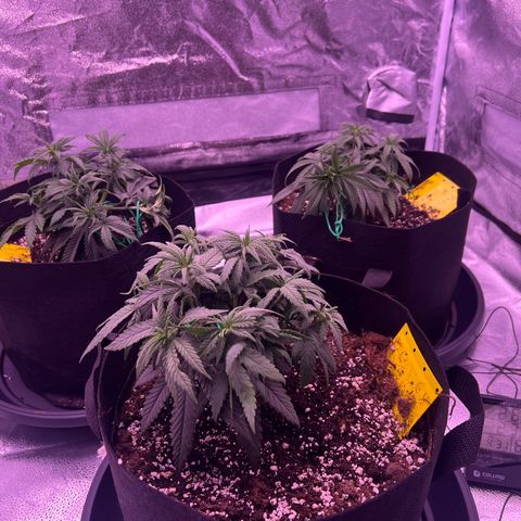 Wappa growlog timeline photo