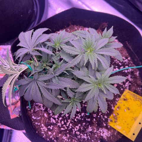 Wappa growlog timeline photo