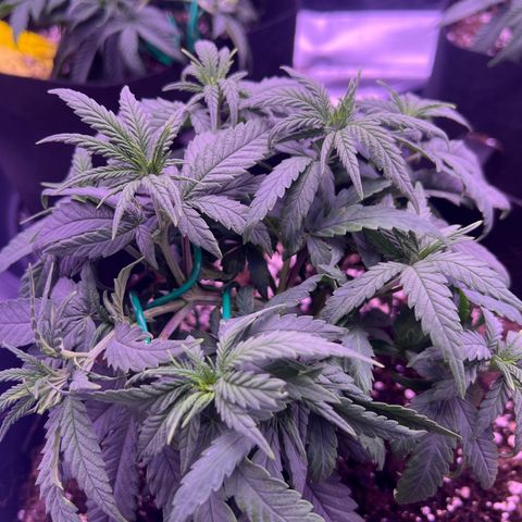 Wappa growlog timeline photo