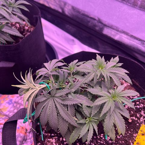 Wappa growlog timeline photo