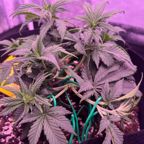 Wappa growlog timeline photo