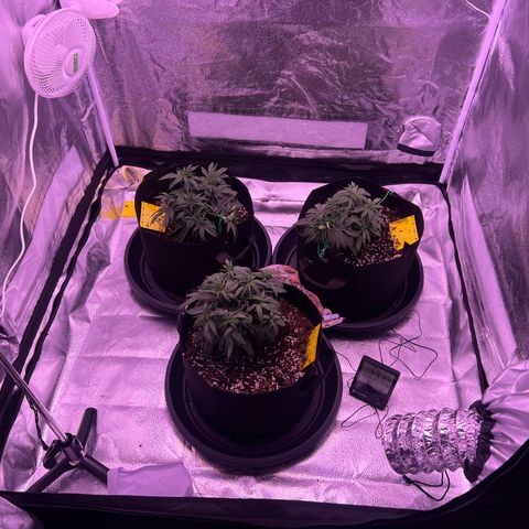 Wappa growlog timeline photo