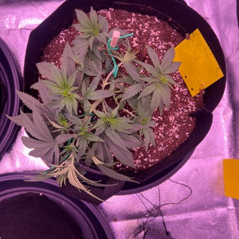 Wappa growlog photo: Got the LST down aswell as a little bit of trimming.

750 ml this time.

