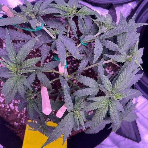 Wappa growlog photo: Got the LST down aswell as a little bit of trimming.

750 ml this time.

