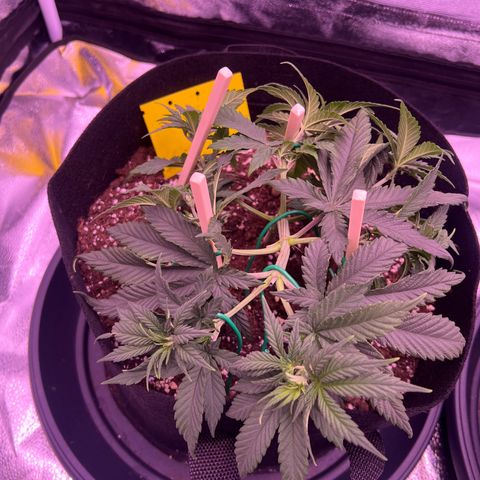 Wappa growlog photo: Got the LST down aswell as a little bit of trimming.

750 ml this time.


